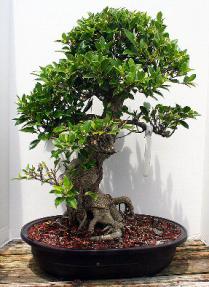 Ficus Retusa Bonsai Tree<br><i>(ficus retusa)</i>