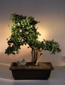 Fukien Tea Bonsai Tree <br><i>(ehretia microphylla)</i>