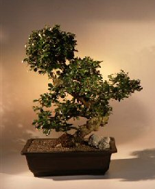 Fukien Tea Bonsai Tree <br><i>(ehretia microphylla)</i>