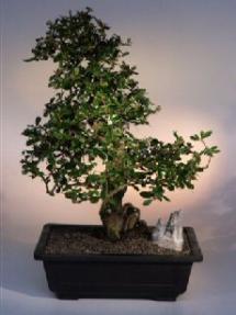 Fukien Tea Bonsai Tree <br><i>(ehretia microphylla)</i>