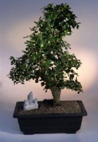 Fukien Tea Bonsai Tree <br><i>(ehretia microphylla)</i>