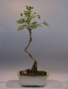 Ginkgo Bonsai Tree<br><i>(ginkgo biloba)</i>