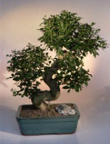 Ligustrum Bonsai Tree<br><i>(ligustrum lucidum)</i>