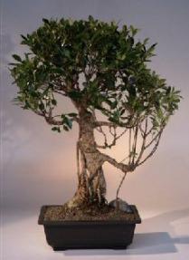 Ficus Retusa Bonsai Tree<br><i>(ficus retusa)</i>