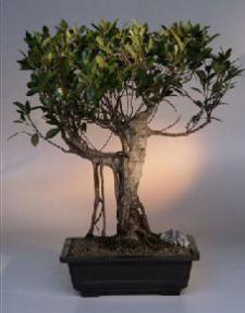 Ficus Retusa Bonsai Tree<br><i>(ficus retusa)</i>