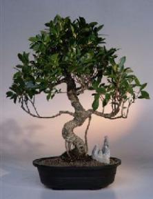 Ficus Retusa Bonsai Tree<br><i>(ficus retusa)</i>