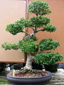 Fukien Tea Bonsai Tree <br><i>(ehretia microphylla)</i>