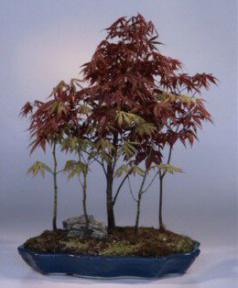 Japanese Red/Green Maple Bonsai Tree<br><i>(acer palmatum)</i>