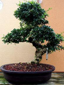 Fukien Tea Bonsai Tree <br><i>(ehretia microphylla)</i>