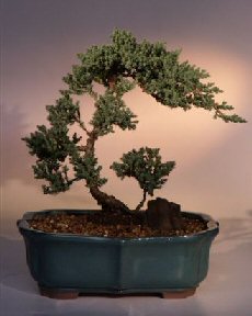 Juniper Bonsai Tree<br><i>(juniper procumbens nana)</i>