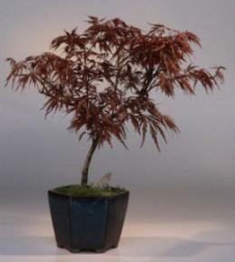 Japanese Red Laceleaf Maple Bonsai Tree<br><i>(acer palmatum dissectum)</i>
