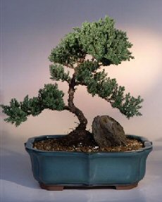 Juniper Bonsai Tree<br><i>(juniper procumbens nana)</i>