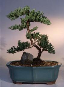 Juniper Bonsai Tree<br><i>(juniper procumbens nana)</i>