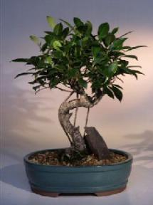 Ficus Retusa Bonsai Tree<br><i>(ficus retusa)</i>