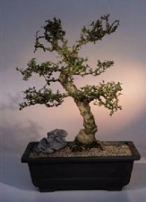 Fukien Tea Bonsai Tree - Small Leaf <br><i>(ehretia microphylla)</i>