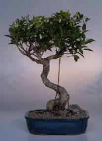 Ficus Retusa Bonsai Tree<br><i>(ficus retusa)</i>