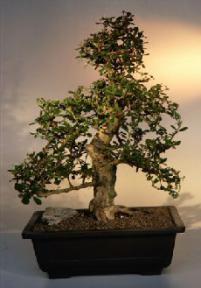 Fukien Tea Bonsai Tree <br><i>(ehretia microphylla)</i>