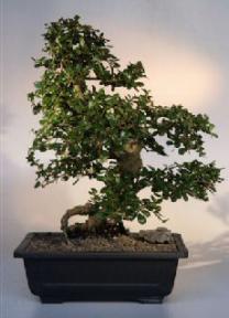 Fukien Tea Bonsai Tree <br><i>(ehretia microphylla)</i>