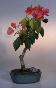 Flowering Bougainvillea Bonsai Tree<br><i>(pink pixie)</i>