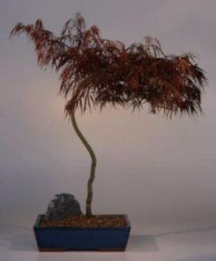 Japanese Red Laceleaf Maple Bonsai Tree<br><i>(acer palmatum dissectum)</i>