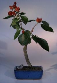 Flowering Bougainvillea Bonsai Tree<br><i>(pink pixie)</i>