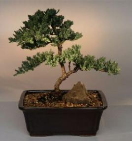 Juniper Bonsai Tree<br><i>(juniper procumbens nana)</i>