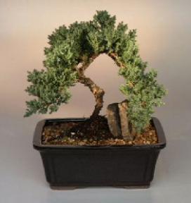 Juniper Bonsai Tree<br><i>(juniper procumbens nana)</i>