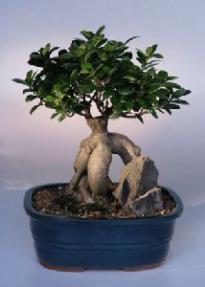 Ginseng Ficus Bonsai Tree<br><i>(ficus retusa)</i>