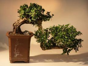 Fukien Tea Bonsai Tree - Cascade  Style<br><i>(ehretia microphylla)</i>