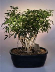 Hawaiian Umbrella Bonsai Tree (Variegated)<br>Banyan Style - Extra Large Size<br><i>(arboricola schefflera)</i>