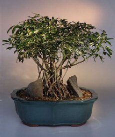 Hawaiian Umbrella Bonsai Tree (Variegated)<br>Banyan Style - Extra Large Size<br><i>(arboricola schefflera)</i>