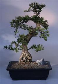 Fukien Tea  Bonsai Tree <br><i>(ehretia microphylla)</i>