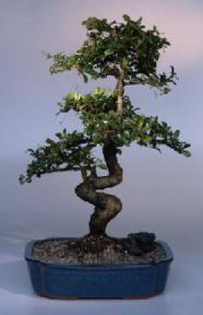 Fukien Tea  Bonsai Tree <br><i>(ehretia microphylla)</i>