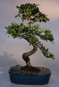 Fukien Tea  Bonsai Tree <br><i>(ehretia microphylla)</i>