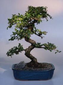 Fukien Tea  Bonsai Tree <br><i>(ehretia microphylla)</i>