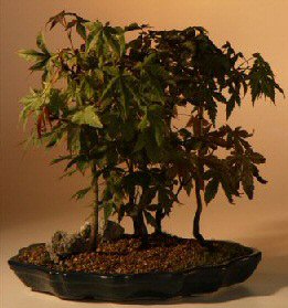 Japanese Maple Forest Bonsai Tree  - 12