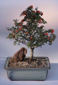 Cotoneaster Bonsai Tree<br><i>(Cotoneaster Microphylla)</i>