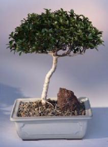 Brush Cherry Bonsai Tree<br><i>(eugenia myrtifolia)</i>1
