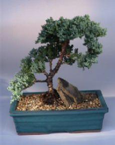 Juniper Bonsai Tree<br><i>(juniper procumbens nana)</i>