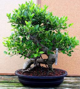 Ficus Retusa Bonsai Tree<br><i>(ficus retusa)</i>