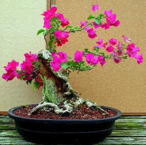 Bougainvillea<br><i>(bougainvillea 'pink pixie')</i>