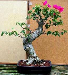 Bougainvillea<br><i>(bougainvillea 'pink pixie')</i>