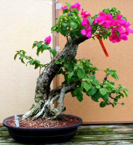 Bougainvillea<br><i>(bougainvillea 'pink pixie')</i>