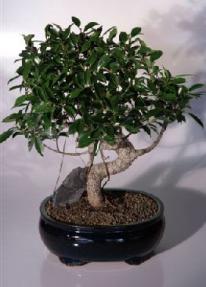 Ficus Retusa Bonsai Tree<br><i>(ficus retusa)</i>