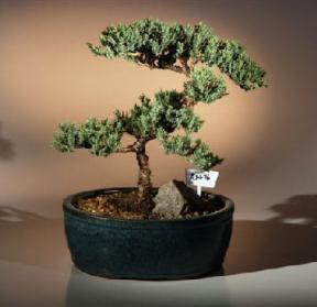 Juniper Bonsai Tree <br><i>(juniper procumbens nana)</i>