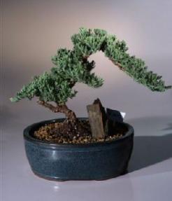 Juniper Bonsai Tree <br><i>(juniper procumbens nana)</i>