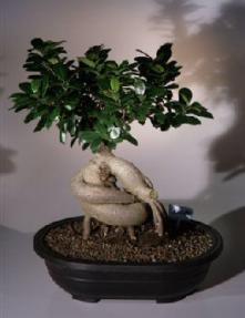 Ginseng Ficus Bonsai Tree<br><i>(ficus retusa)</i>