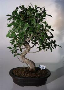 Ficus Bonsai Tree<br><i>(ficus retusa)</i>