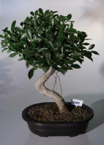 Ficus Bonsai Tree<br><i>(ficus retusa)</i>