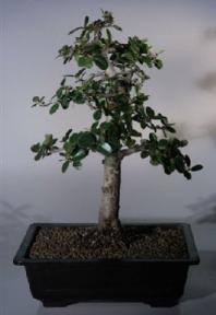 Green Emerald Ficus Banyan Bonsai Tree<br><i>(ficus microcarpa)</i>